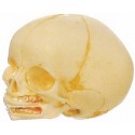 MODEL OF LIFE-SIZE FETAL SKULL